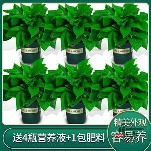 室内观赏植物栽培基质