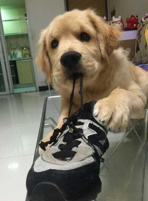 金毛幼犬呕吐不吃东西怎么办