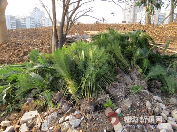 铁树栽培种植技术