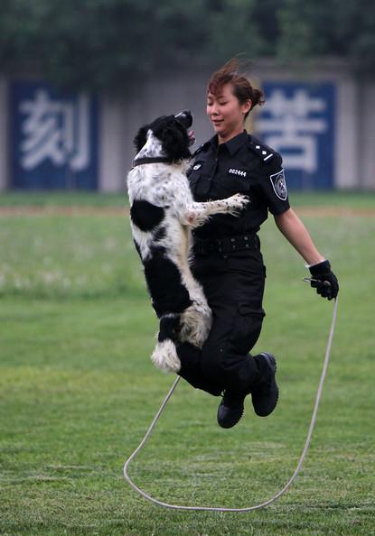 警犬卧下怎么训练