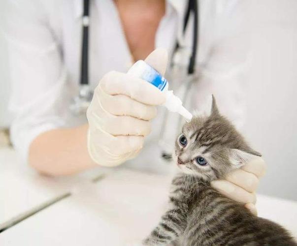 小猫去医院检查什么东西是什么样的