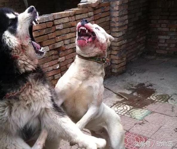 杜高怎么训练打架