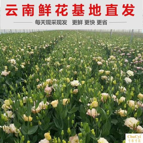 洋桔梗 栽培