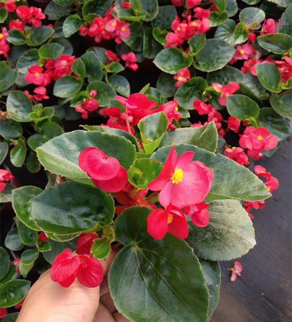 四季海棠花种植方法