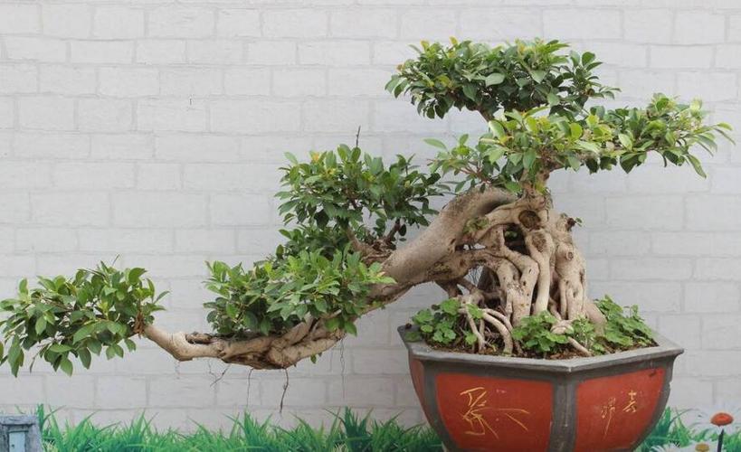榕树怎么栽培