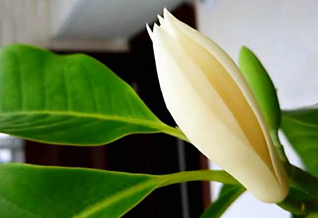 白兰花的养殖方法有哪些