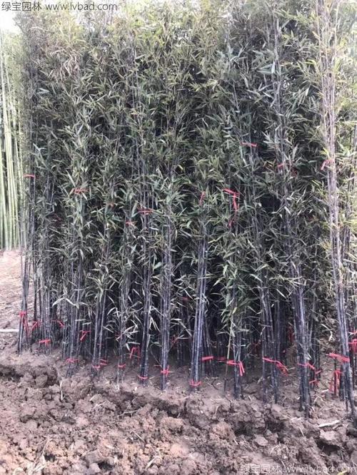 紫竹的栽培