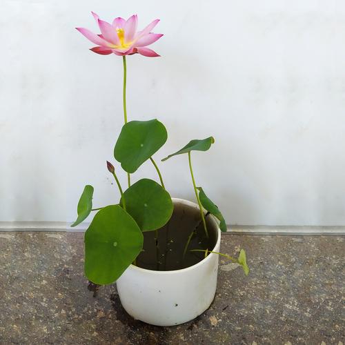 四季碗莲的栽培
