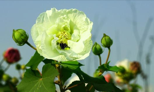 芙蓉花怎么栽培