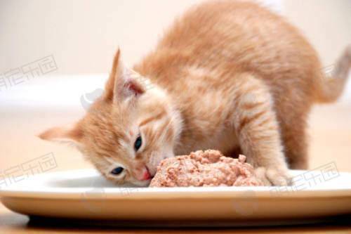 如何训练猫拒食