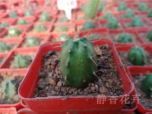 宇宙殿仙人掌栽培技术
