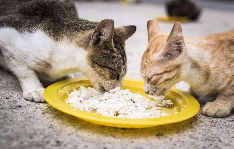 猫怀孕要注意什么东西不能吃