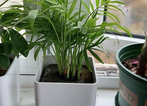 袖珍椰子种植方法