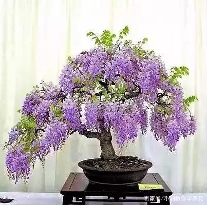 紫藤花盆景的栽培