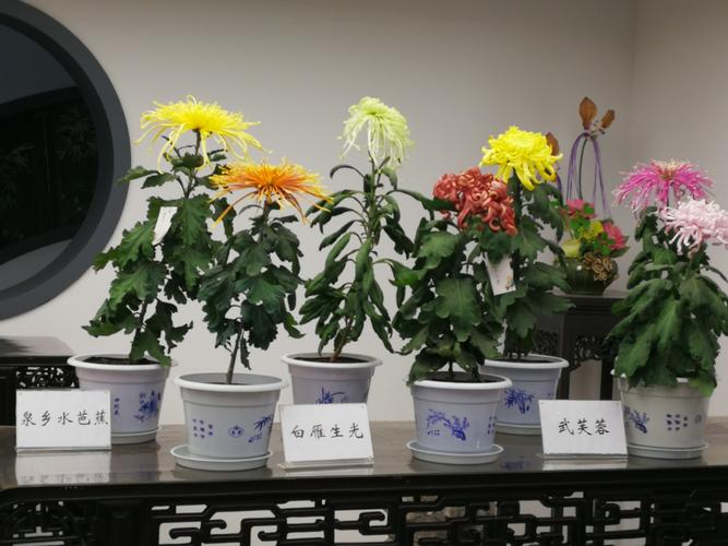 菊花的盆花的栽培方式有