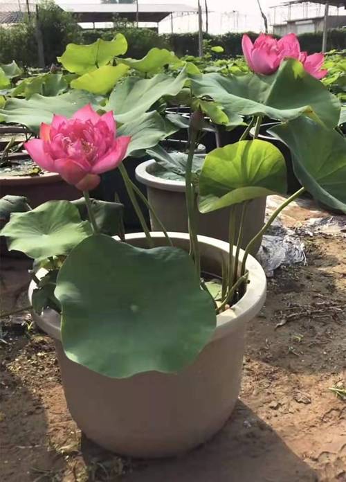 荷花地下茎怎么栽培