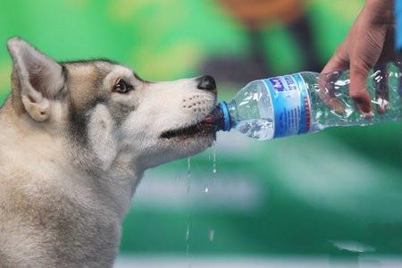 狗狗不肯东西不肯喝水