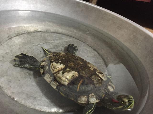 巴西龟不吃东西怎么治