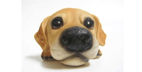 犬 嗅觉训练方式