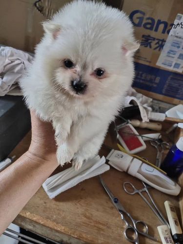 小博美宝宝乱咬东西
