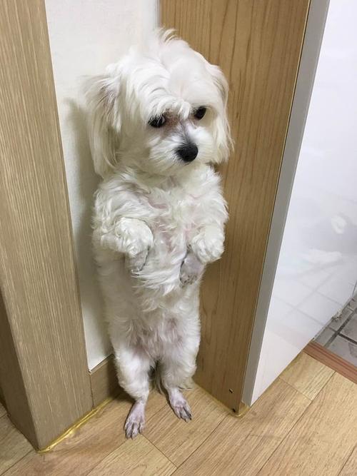 训练狗罚站