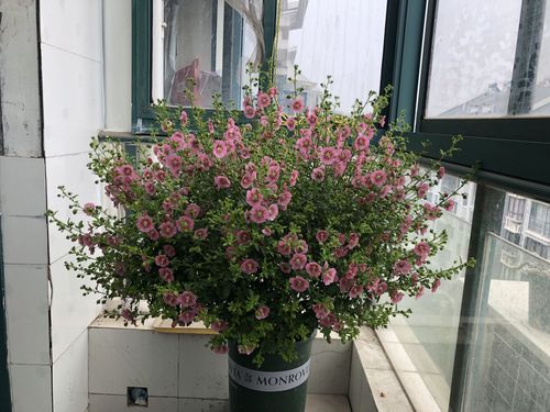 木本花卉的栽培