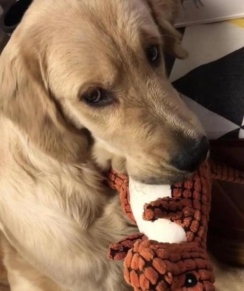 如何训练金毛犬叼东西