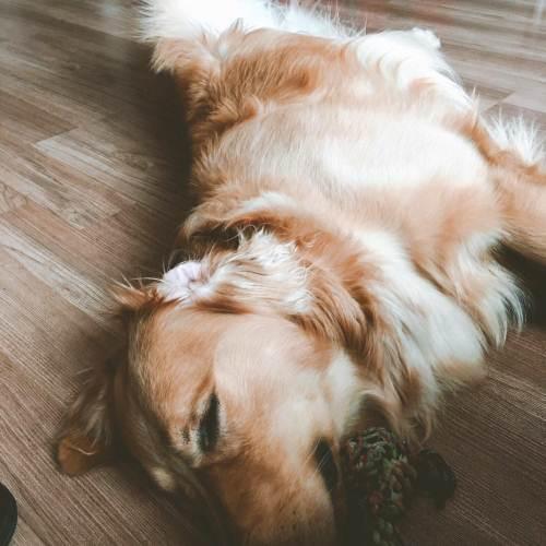 金毛犬怎么训练装死