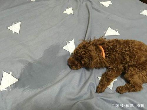 6个月泰迪忽然不吃东西