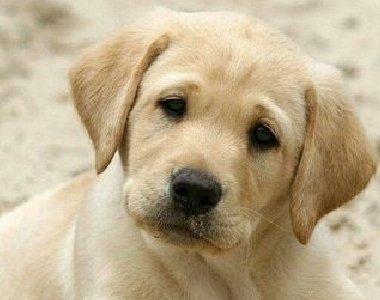 拉布拉多幼犬乱咬东西