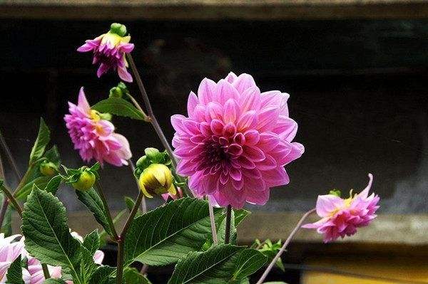 秋季栽花注意事项