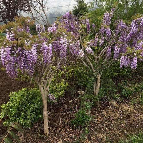 紫藤的移植与栽培养护