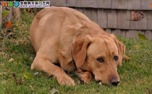 拉布拉多病了不吃东西
