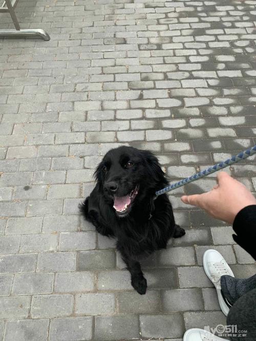 怎么训练平毛寻回犬不咬人
