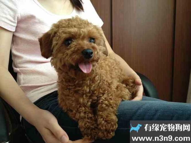 成年贵宾犬训练大小便