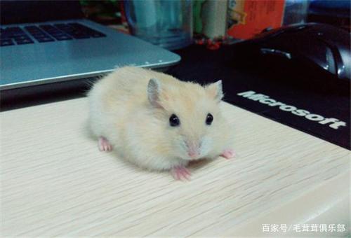 仓鼠需要玩什么东西