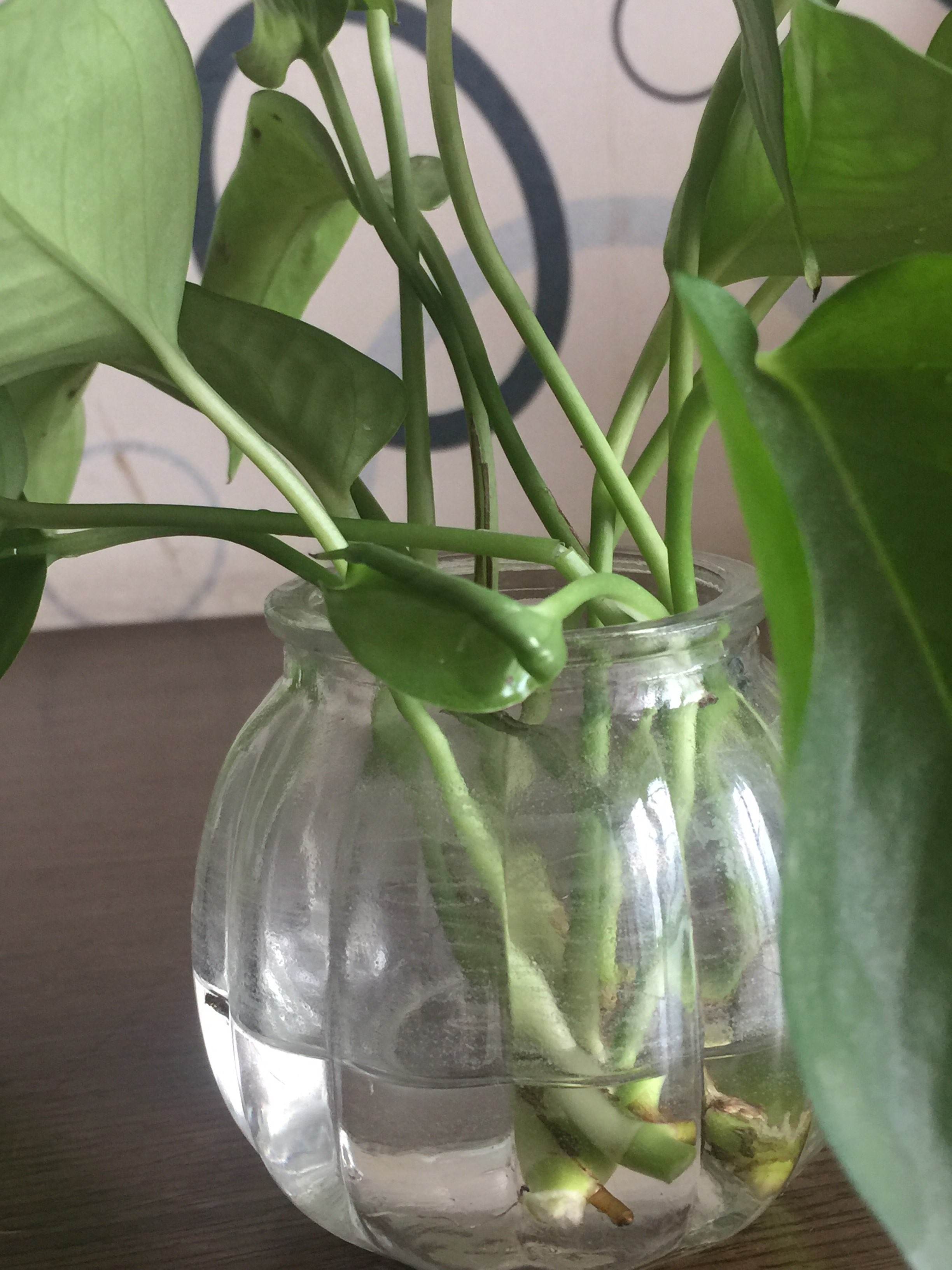 绿萝的移植方法