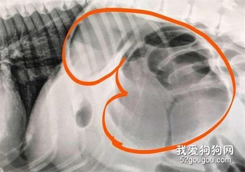 狗狗胃里有东西的症状