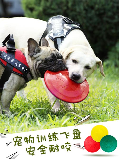新手怎么训练飞盘狗