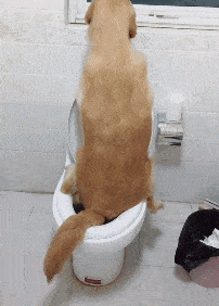 怎么训练狗狗上狗厕所