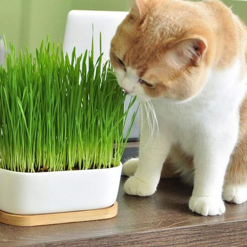 猫咪不吃东西如何喂猫草