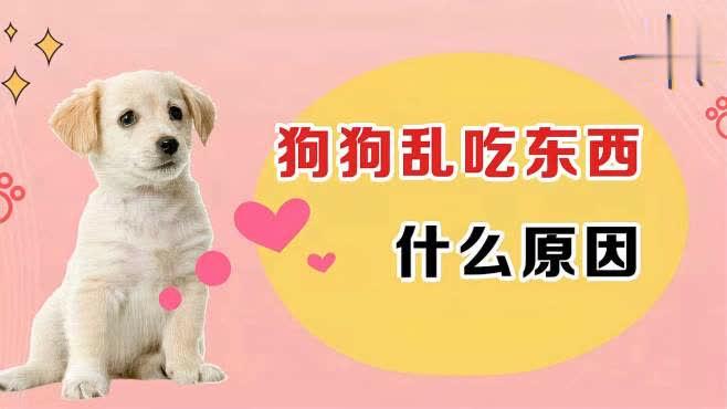 如何让狗不乱吃东西