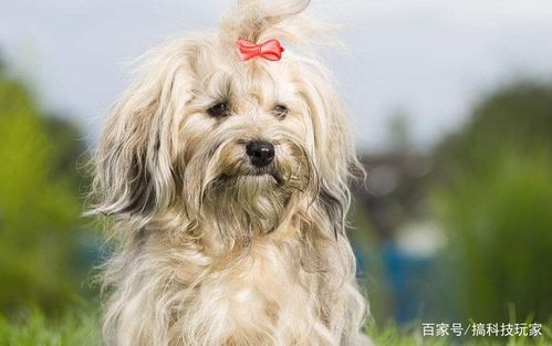 哈威那犬如何训练
