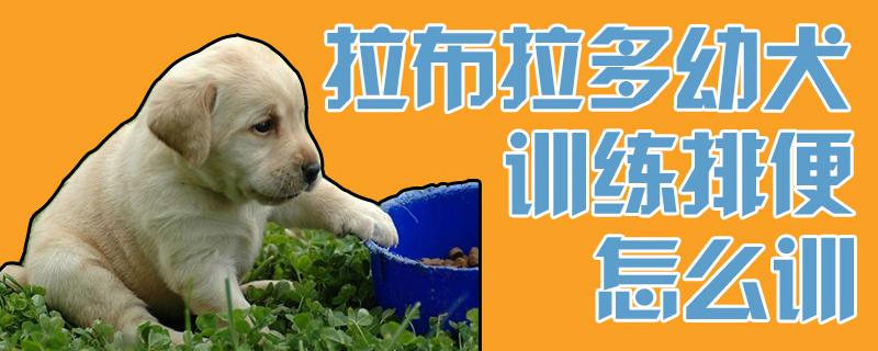 幼犬排泄训练