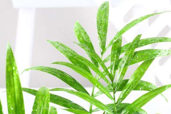 袖珍叶子繁殖方法
