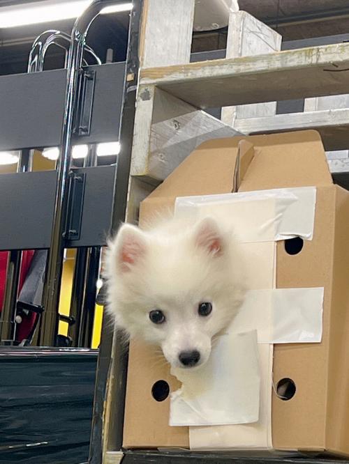日本银狐犬怎么训练