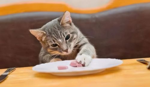 小猫猫怎么不吃东西怎么办
