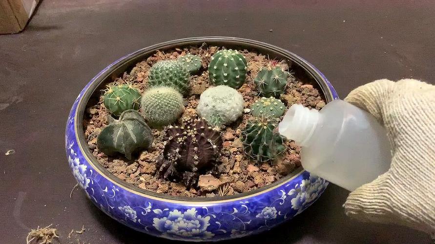 仙人掌的栽培