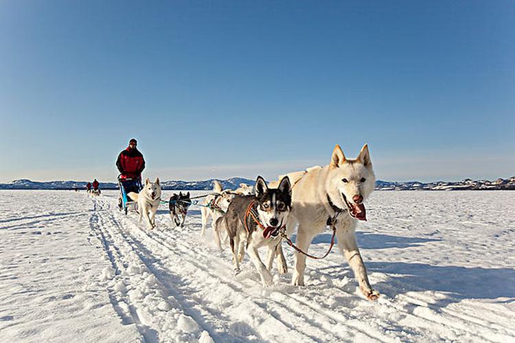 怎么训练雪橇犬拉雪橇