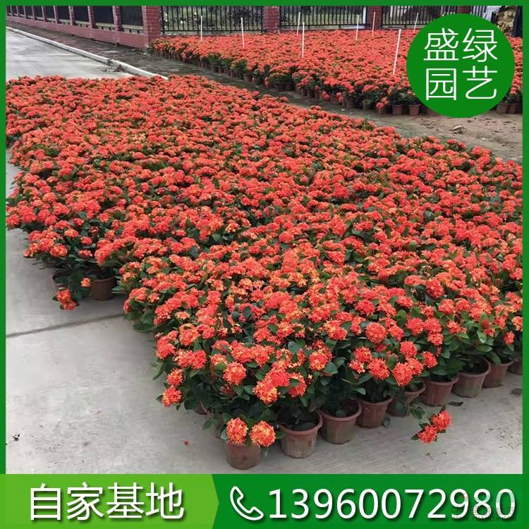 龙船花种子种植方法